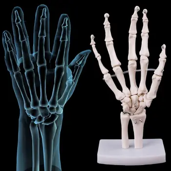 Qo'l Qo'shma Anatomik Skelet Modeli Inson Tibbiy Anatomiyasini O'rganish Vositasi Hayot Hajmi Tibbiyot Fanlari Ish Yuritish Materiallari