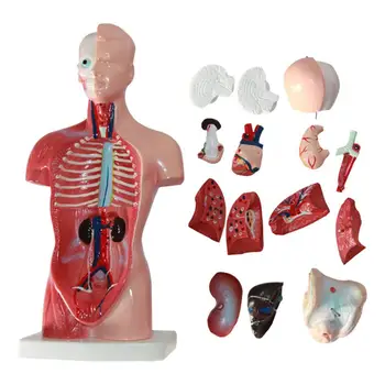 15pcs / Set anatomiya inson tanasi tanasi modeli ichki organlar visseral miya modeli sinf uchun anatomik o'qitish vositasi
