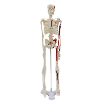 Anatomiya uchun rangli inson skeleti modeli 17 