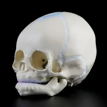 1: 1 inson xomilalik chaqaloq chaqaloq tibbiy Boshsuyagi anatomik skelet modeli tibbiyot fanlari uchun o'quv materiallari